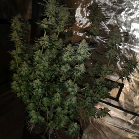 Grandaddy black growlog timeline photo