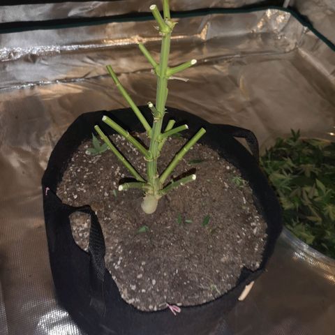 Grandaddy black growlog timeline photo