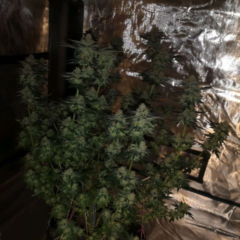 Grandaddy black growlog timeline photo