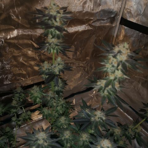 Grandaddy black growlog timeline photo