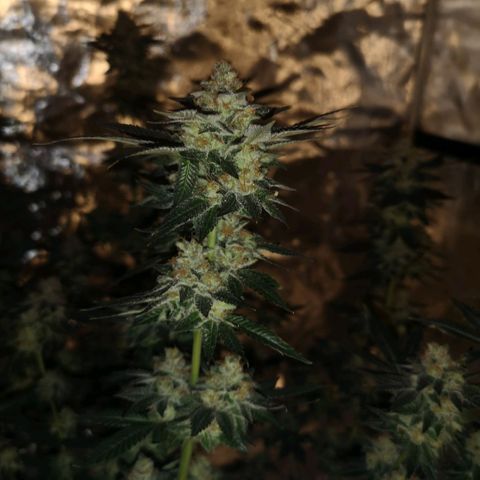 Grandaddy black growlog timeline photo