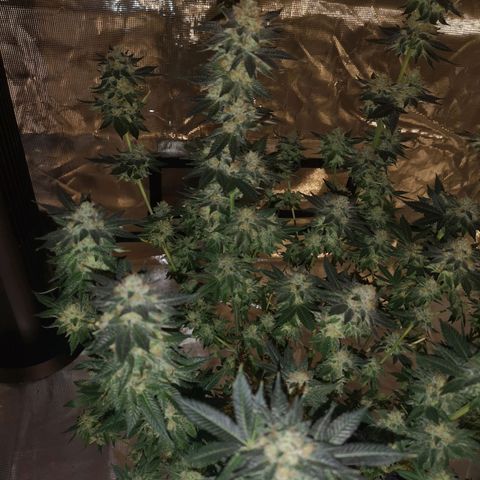 Grandaddy black growlog timeline photo