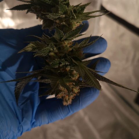 Grandaddy black growlog timeline photo