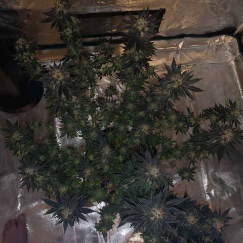 Grandaddy black growlog timeline photo