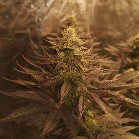 10th Planet growlog timeline photo
