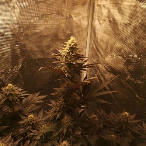 10th Planet growlog timeline photo