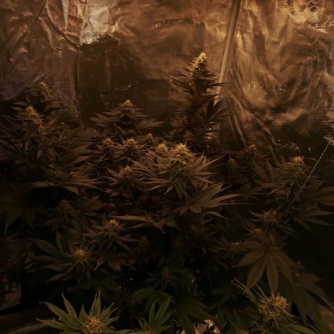 10th Planet growlog timeline photo