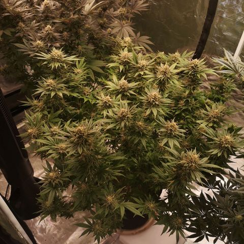 Cheese growlog timeline photo