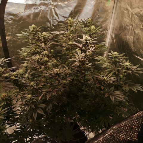 O. K. C growlog timeline photo