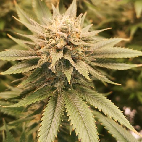 Cheese growlog timeline photo