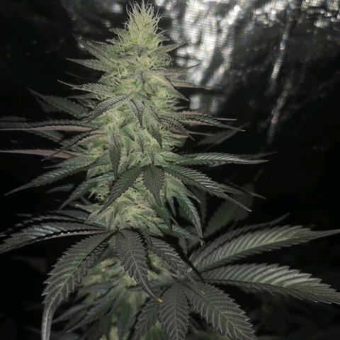 10th Planet growlog timeline photo