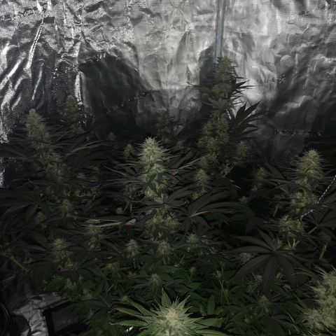 10th Planet growlog timeline photo