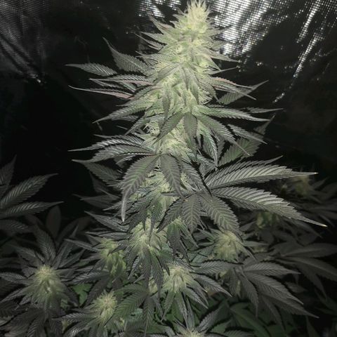 10th Planet growlog timeline photo