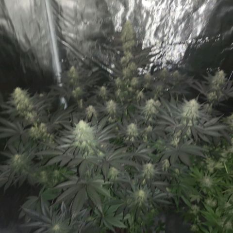 10th Planet growlog timeline photo
