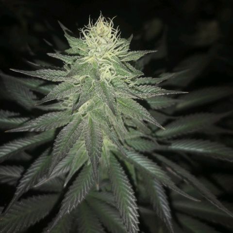 10th Planet growlog timeline photo