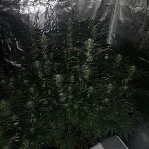 O. K. C growlog timeline photo