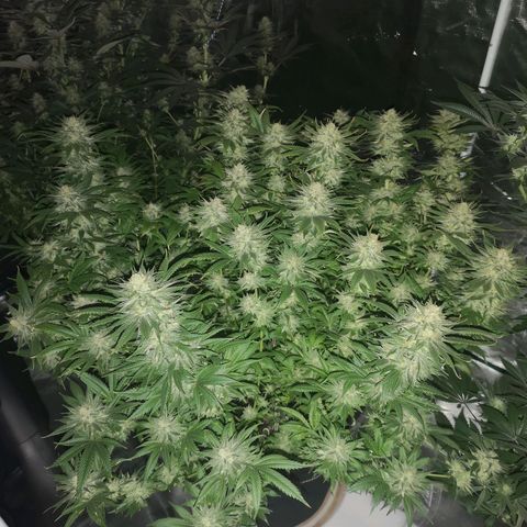 Cheese growlog timeline photo