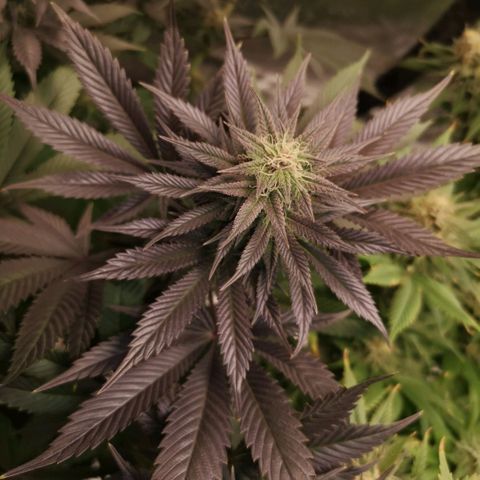 10th Planet growlog timeline photo