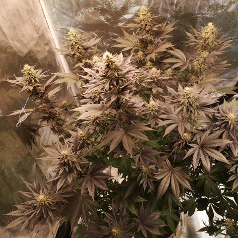10th Planet growlog timeline photo