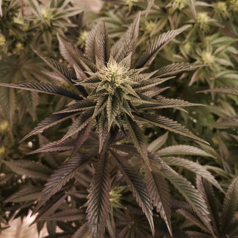 O. K. C growlog timeline photo