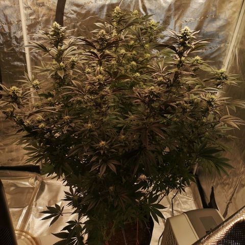 O. K. C growlog timeline photo
