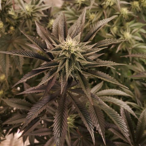 O. K. C growlog timeline photo