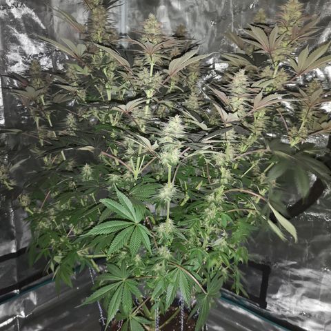 10th Planet growlog timeline photo