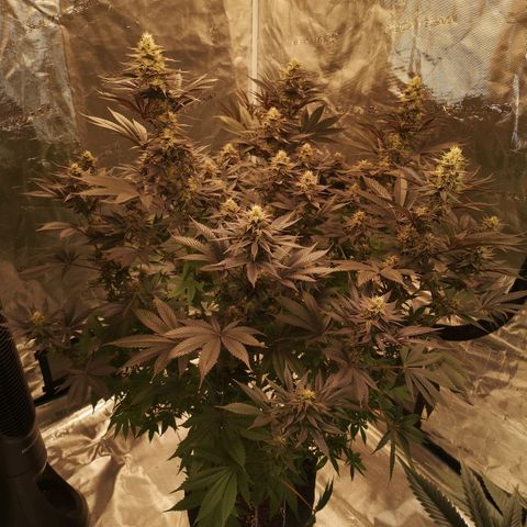 10th Planet growlog timeline photo
