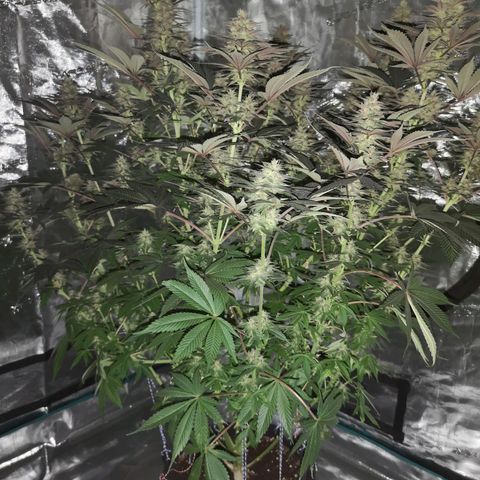 10th Planet growlog timeline photo