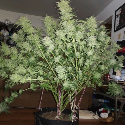 Cheese growlog timeline photo
