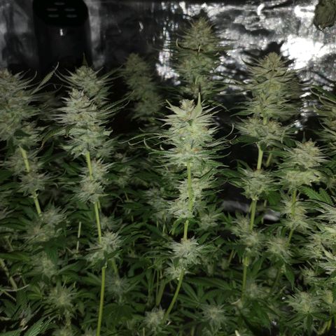 Cheese growlog timeline photo