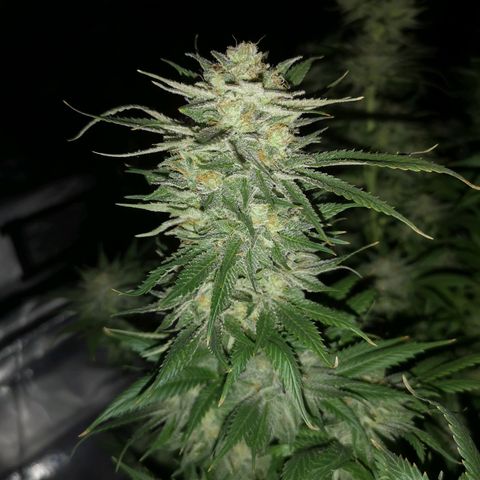 Cheese growlog timeline photo