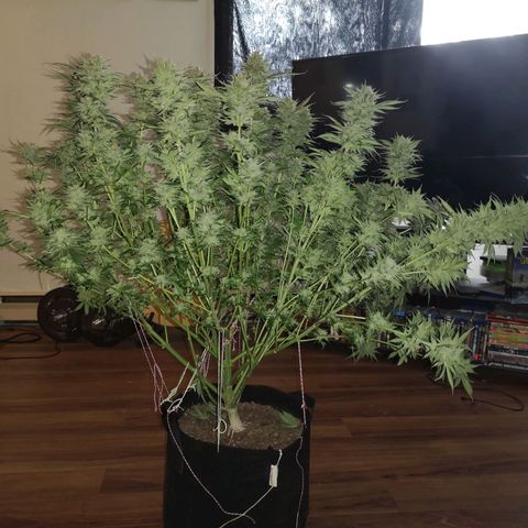 Cheese growlog timeline photo