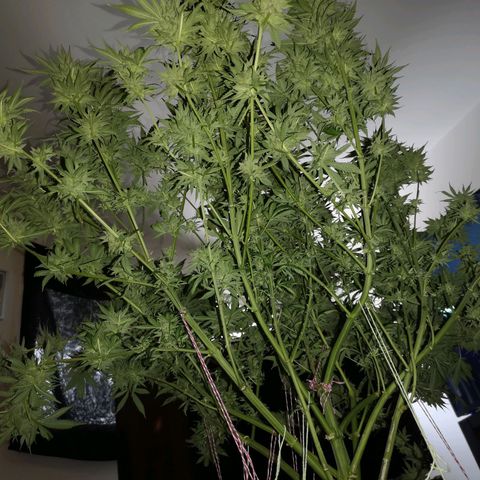 Cheese growlog timeline photo