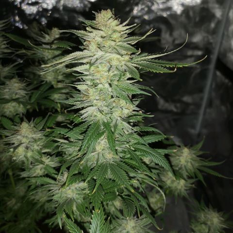 Cheese growlog timeline photo