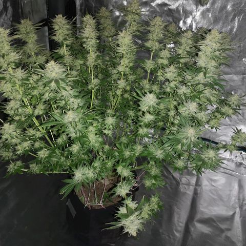 Cheese growlog timeline photo
