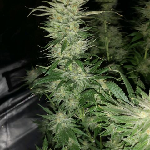 Cheese growlog timeline photo