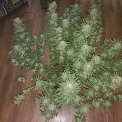 Cheese growlog timeline photo