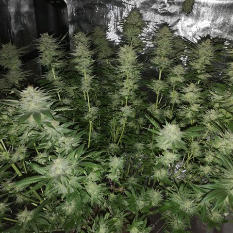 Cheese growlog timeline photo