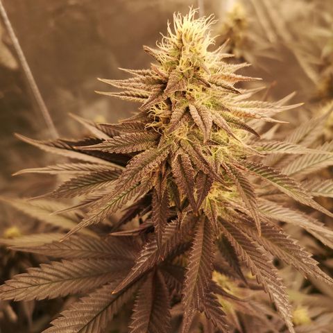 10th Planet growlog timeline photo