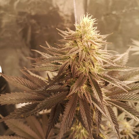 10th Planet growlog timeline photo