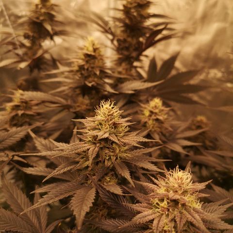 10th Planet growlog timeline photo