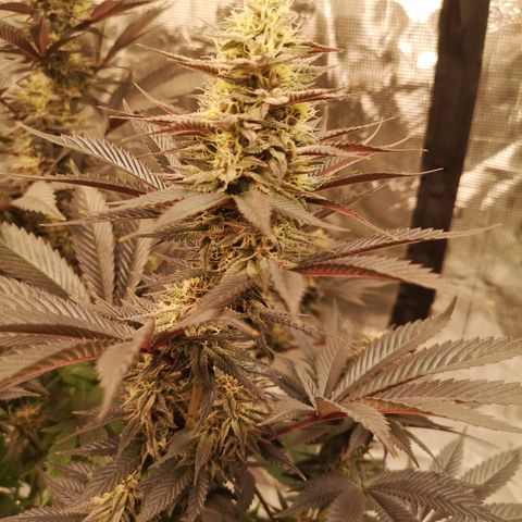 10th Planet growlog timeline photo