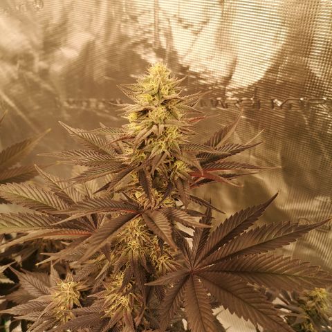 10th Planet growlog timeline photo