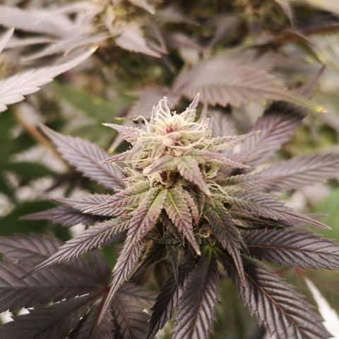 10th Planet growlog timeline photo