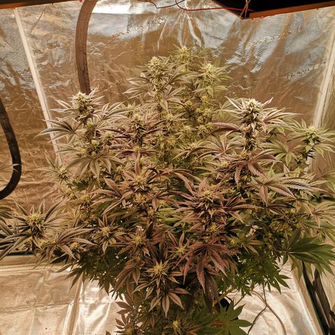 O. K. C growlog timeline photo