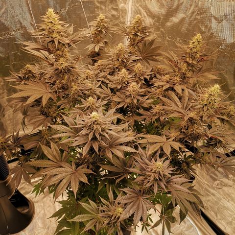 10th Planet growlog timeline photo