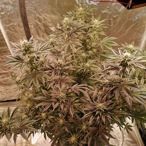 O. K. C growlog timeline photo