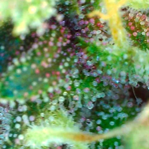 10th Planet growlog timeline photo