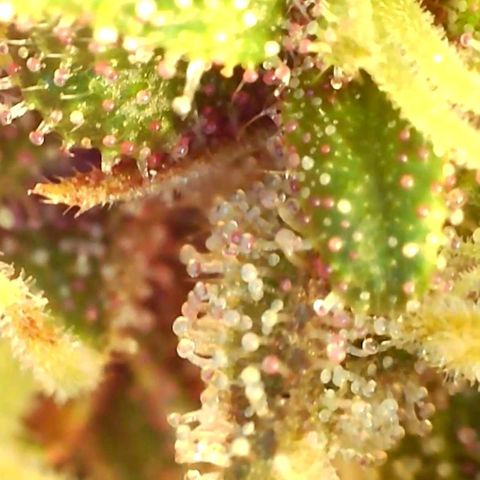 10th Planet growlog timeline photo